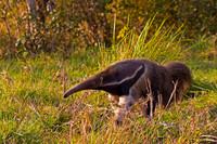 Giant Anteater