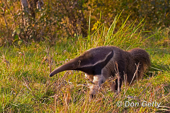 Giant Anteater