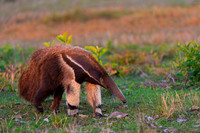 Giant Anteater