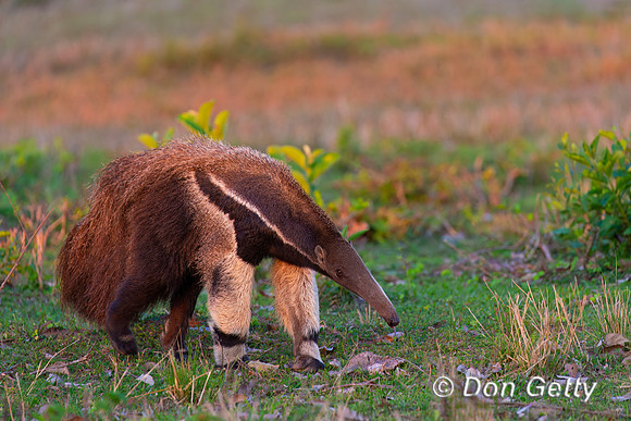 Giant Anteater