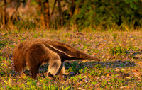 Giant Anteater