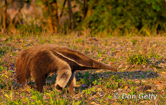Giant Anteater