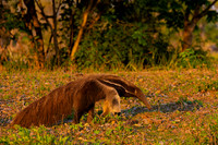 Giant Anteater