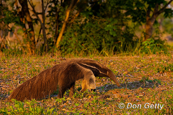 Giant Anteater