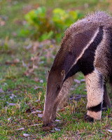 Giant Anteater