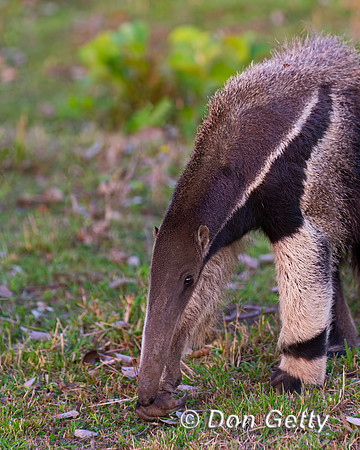 Giant Anteater