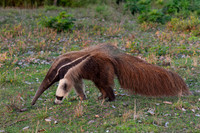 Giant Anteater