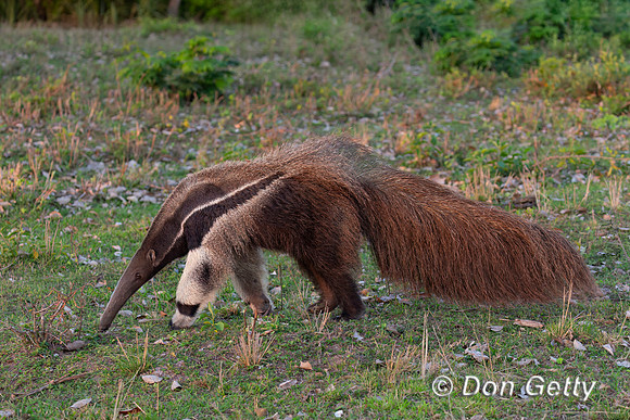 Giant Anteater