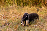 Giant Anteater