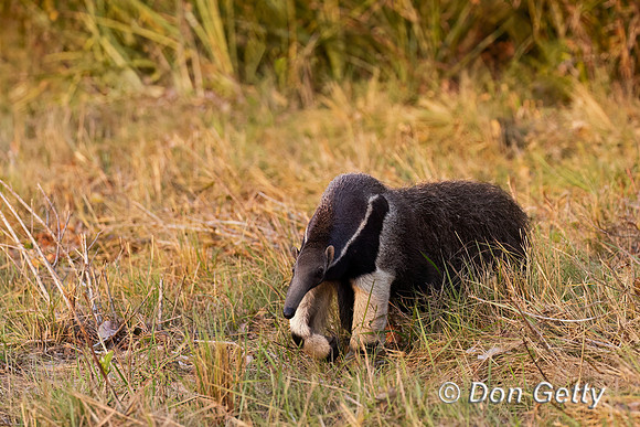 Giant Anteater