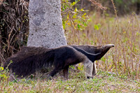 Giant Anteater