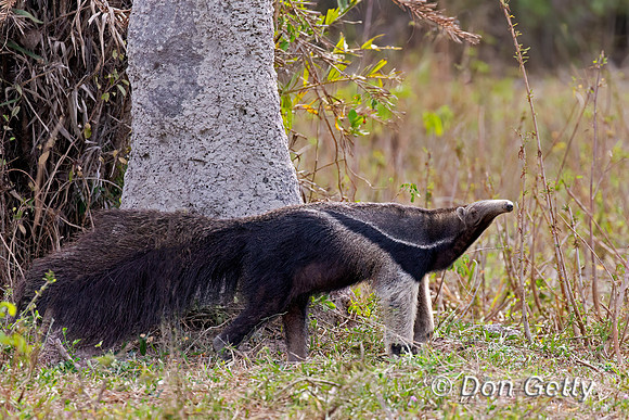 Giant Anteater