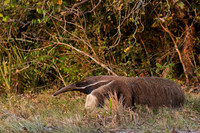 Giant Anteater