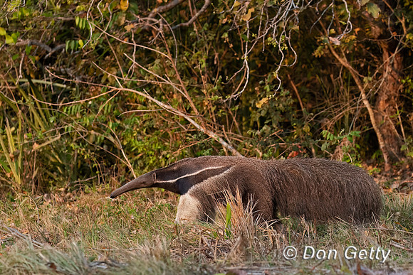 Giant Anteater