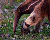 Giant Anteater