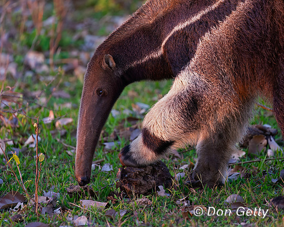 Giant Anteater