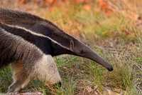 Giant Anteater