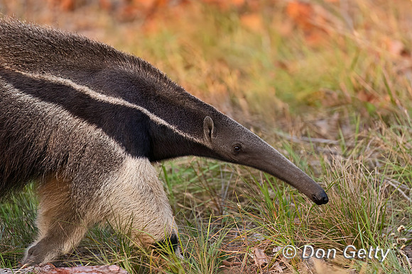 Giant Anteater