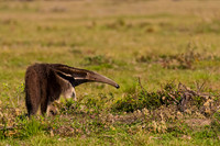 Giant Anteater
