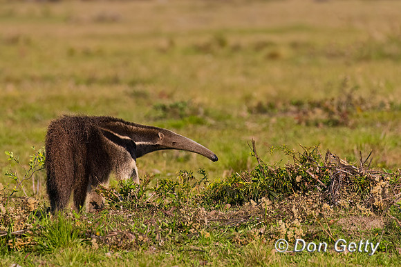 Giant Anteater