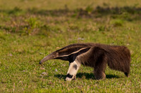 Giant Anteater