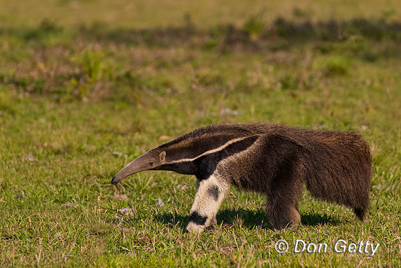 Giant Anteater