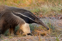 Giant Anteater