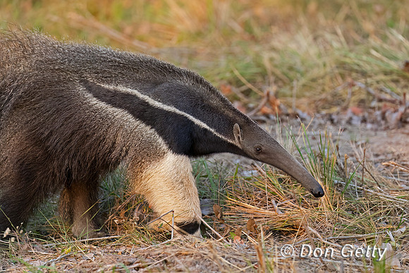 Giant Anteater