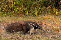 Anteater, Giant