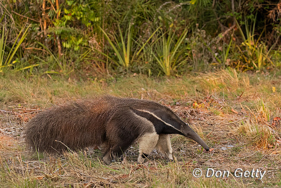 Giant Anteater