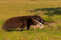 Giant Anteater