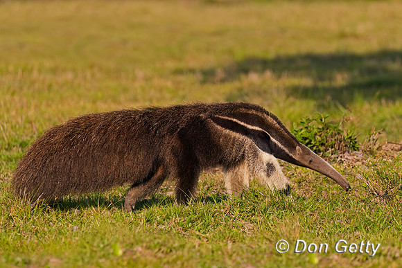 Giant Anteater