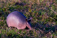 Armadillo, Nine-banded