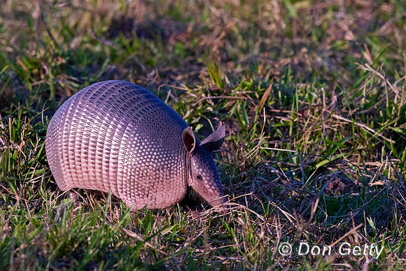 Nine-banded Armadillo