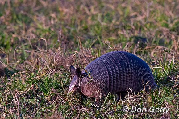 Nine-banded Armadillo