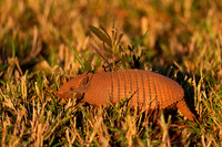Armadillo, Six-banded
