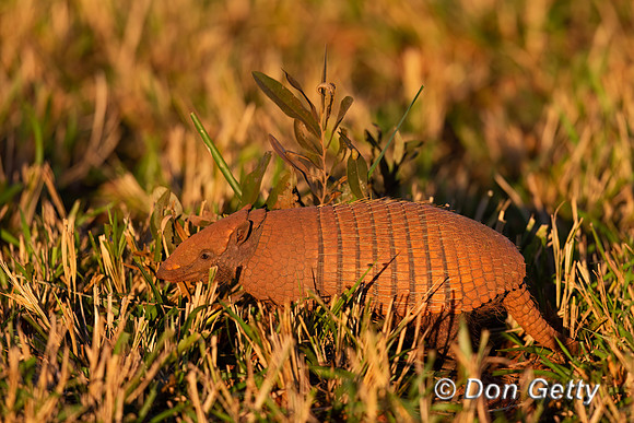 Six-banded Armadillo