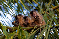 Capuchin, Bearded