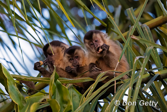 Bearded Capuchin