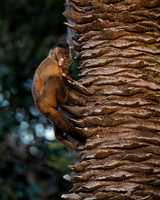 Bearded Capuchin