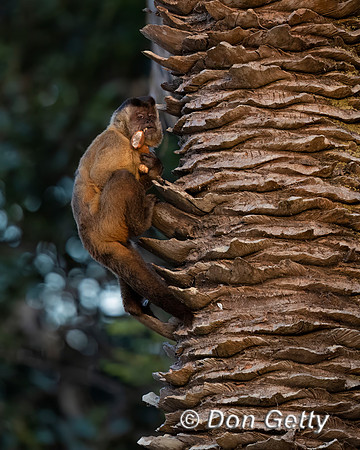Bearded Capuchin