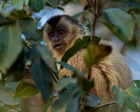 Bearded Capuchin