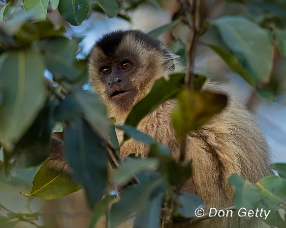 Bearded Capuchin