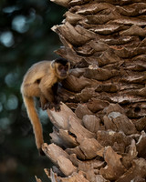 Bearded Capuchin