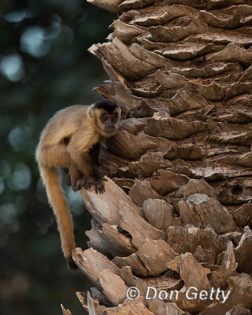 Bearded Capuchin