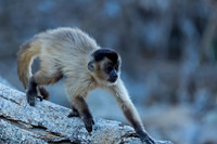 Bearded Capuchin