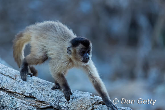 Bearded Capuchin
