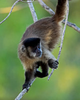 Bearded Capuchin