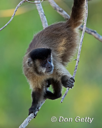 Bearded Capuchin