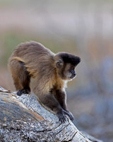 Bearded Capuchin